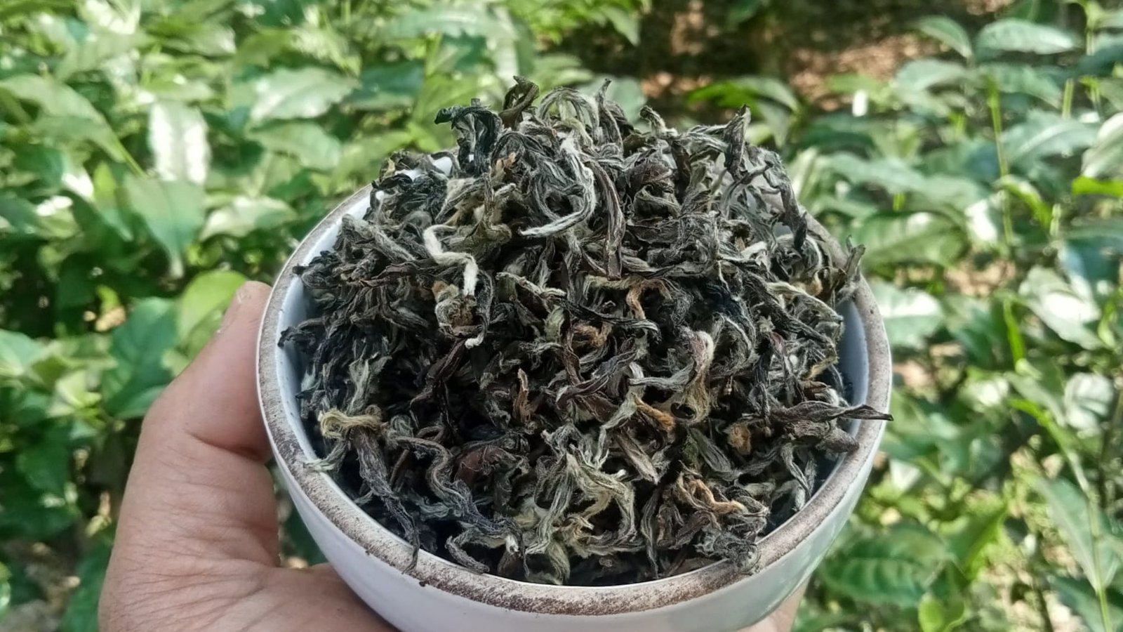 Gunpowder Green Tea